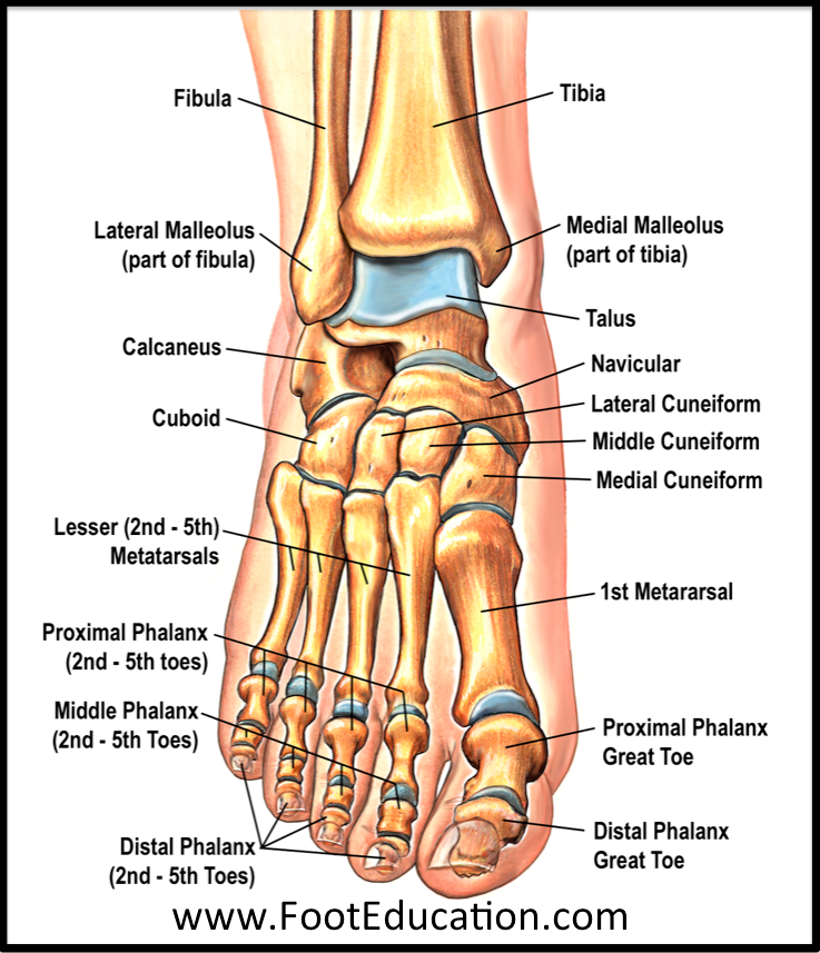 What are the parts of the toes called?